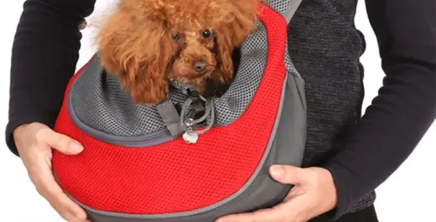 dog carrying purse